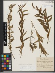 Foto von Salix triandra subsp. triandra L.